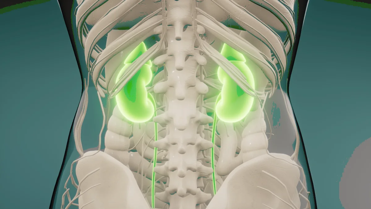 Manutenção da saúde renal: alimentação e hábitos saudáveis